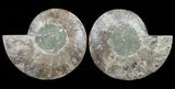 Cut & Polished Ammonite Fossil - Agatized #60284-1